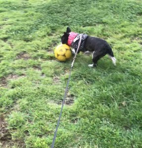 サッカーをする愛犬